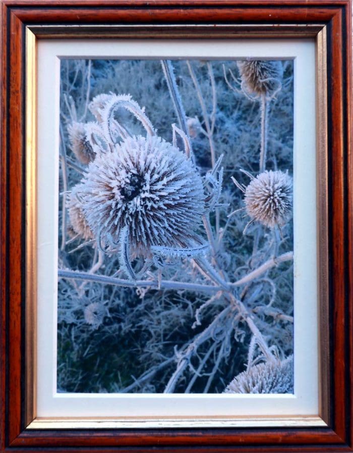 Seeds of Winter