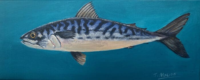 Mackerel